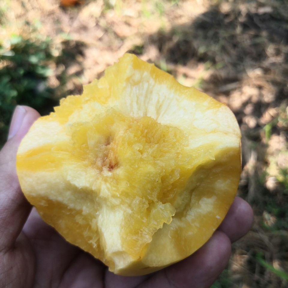 中油油桃  中油8号。我们这最晚熟的油桃。个头大，颜色好甜度高。口感好。