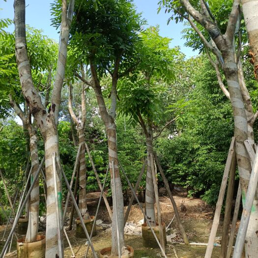 揭阳桃花心木12-16分揭阳市苗木直供应