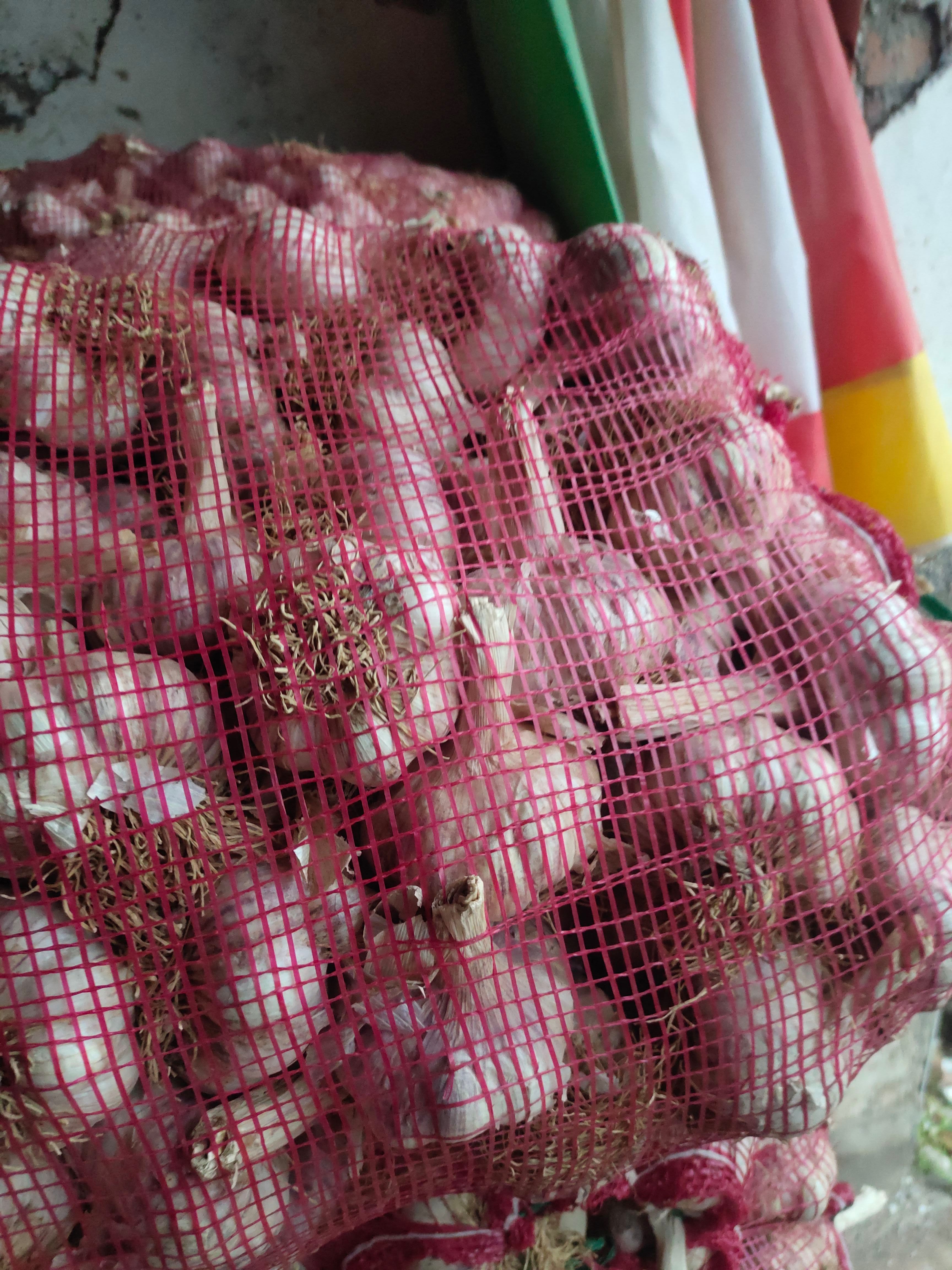 红皮蒜  济南大青稞蒜