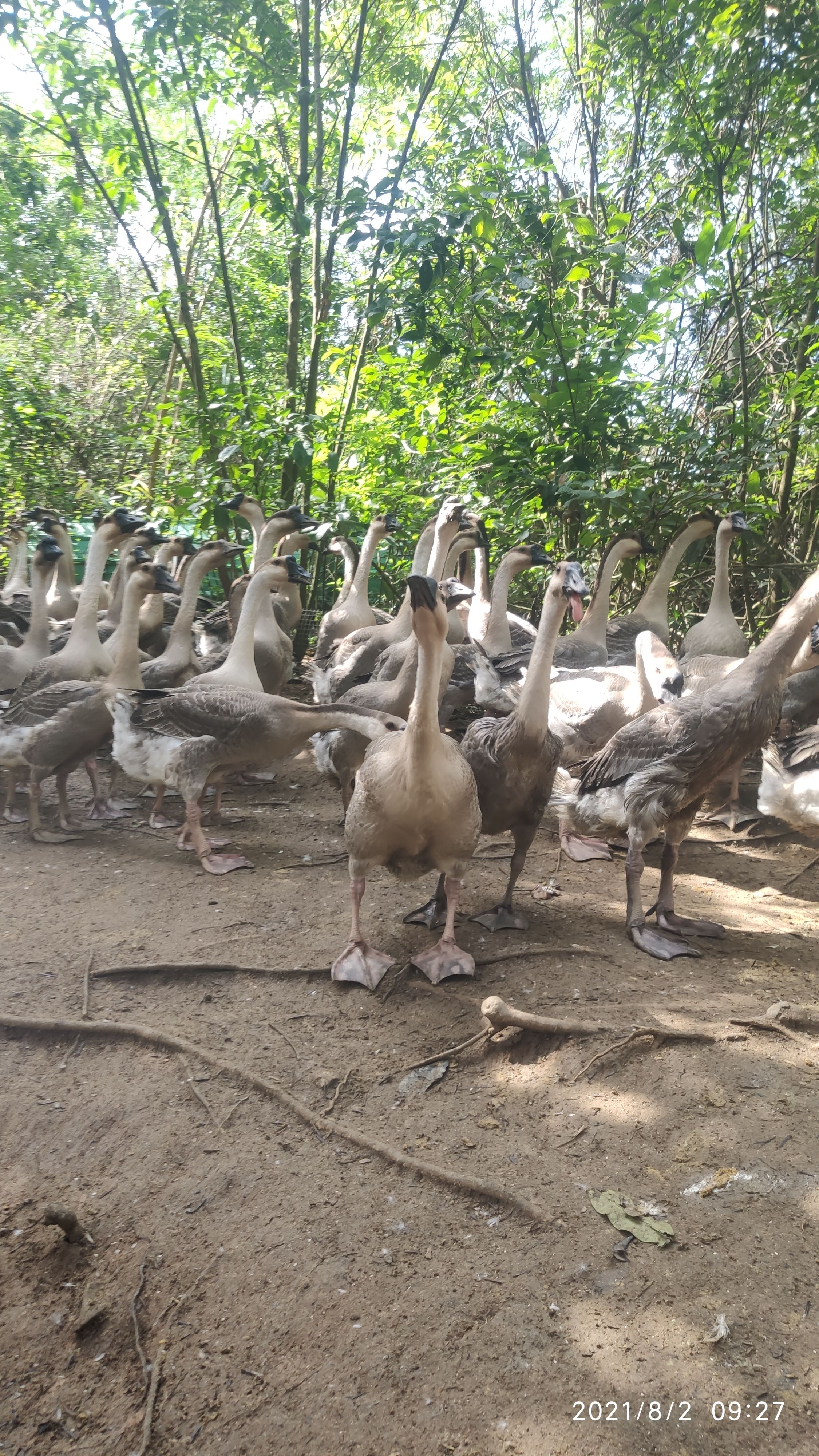 肉鹅 83天阳江杂250只左右，鹅头180只左右，鹅尾60只左右。