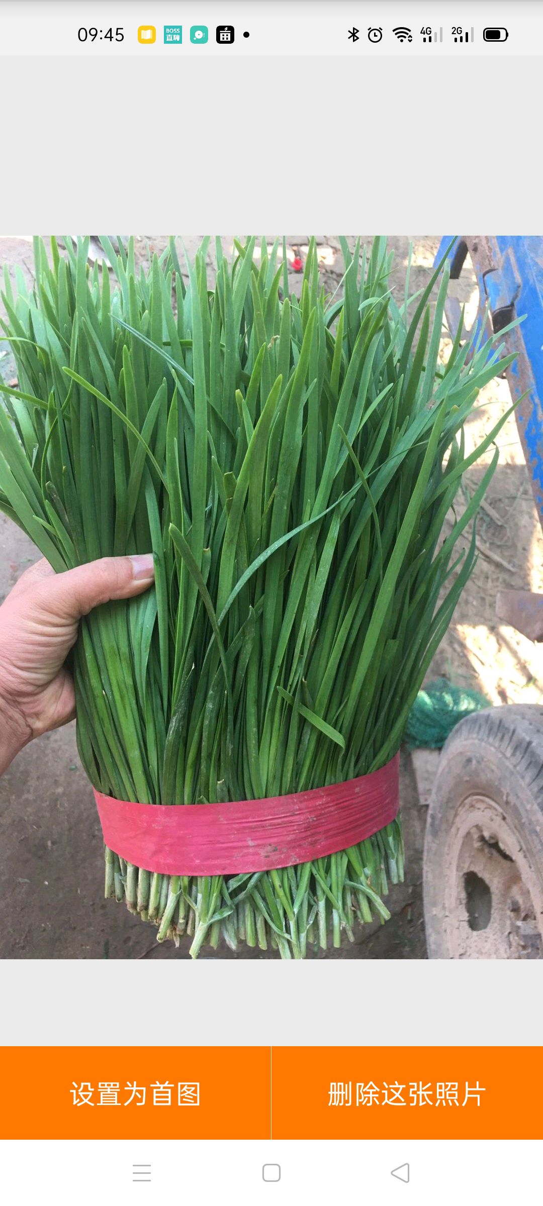 韭菜头刀二刀开始了