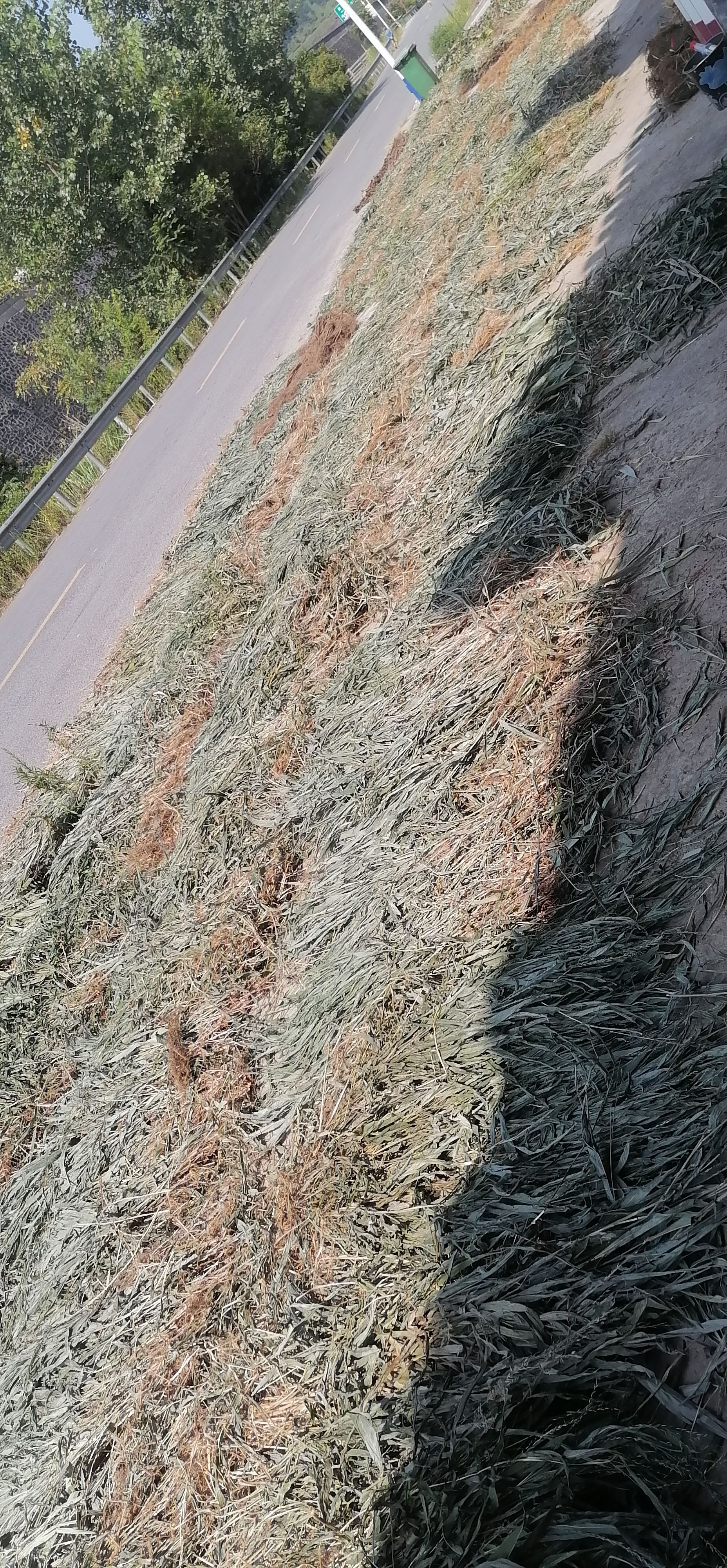 淡竹叶中药材无根无花产地直销欢迎来电选购