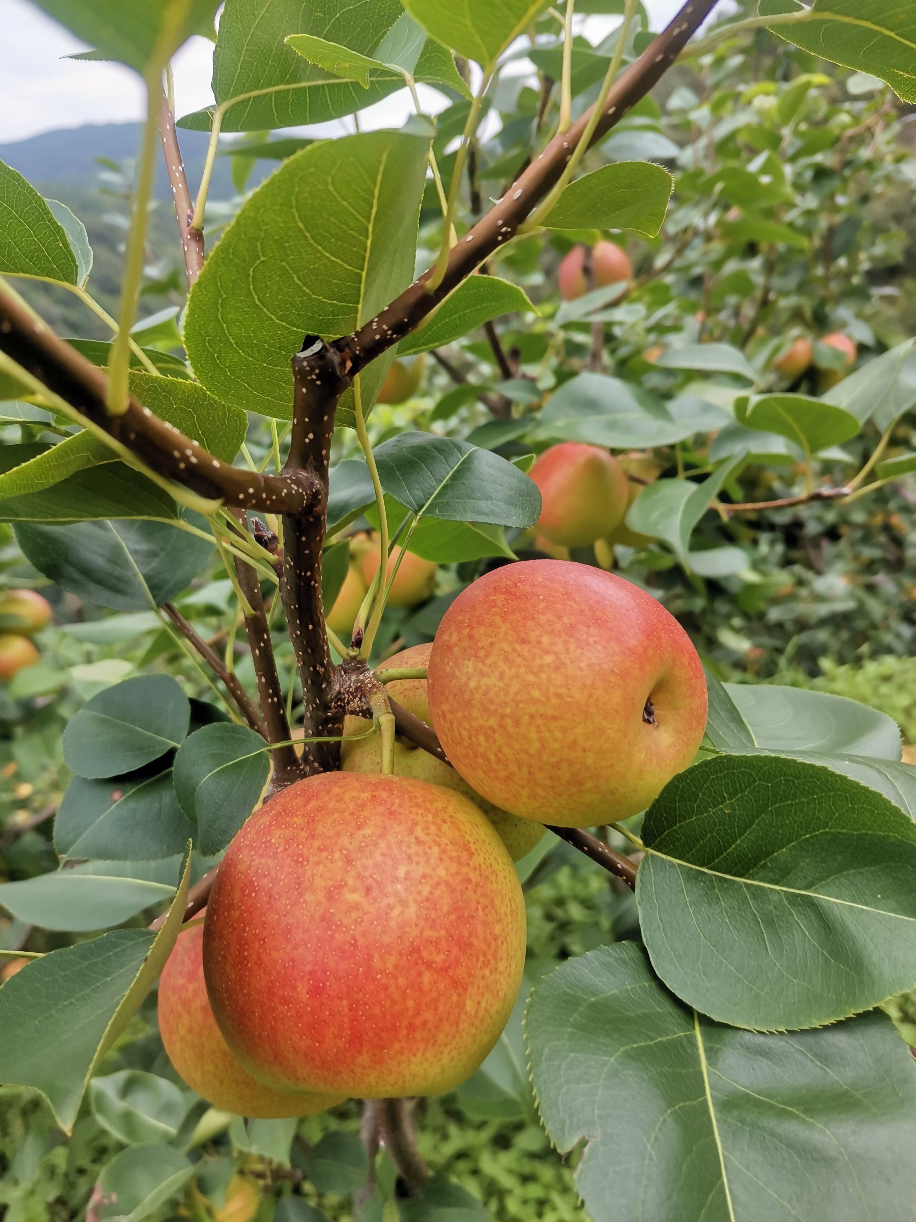 早酥紅梨  紅梨