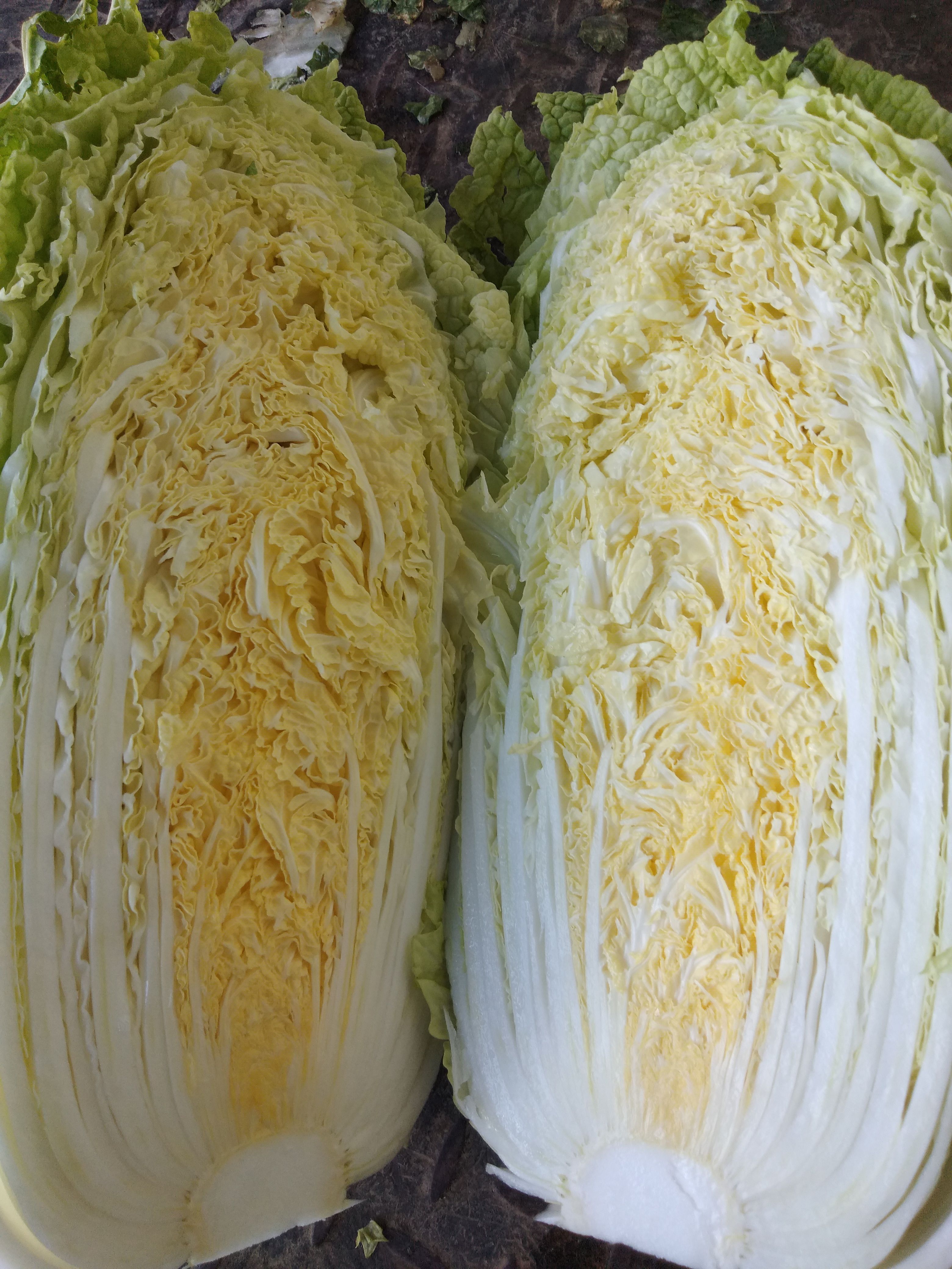 黄心大白菜 河北省张家口市蔚县