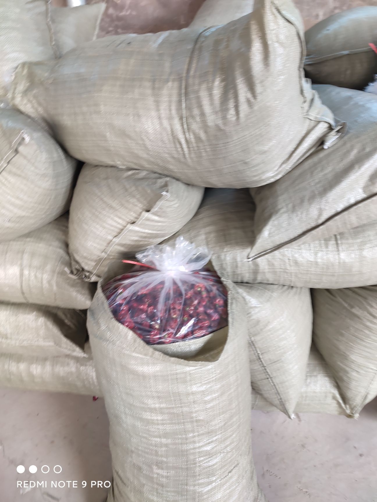  新货灯笼椒，草莓椒烘干椒，贵州灯笼椒海椒