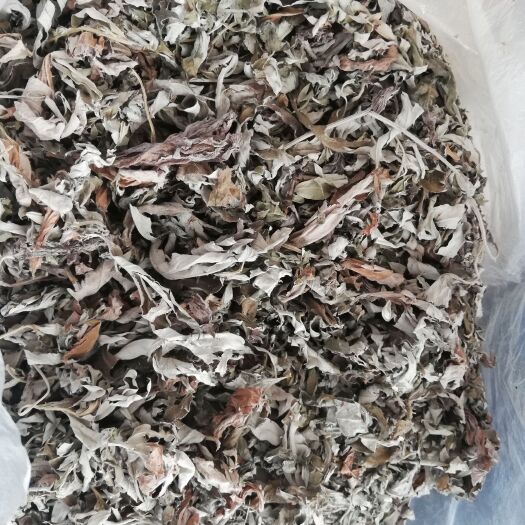 礼泉县艾草 艾叶