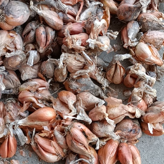 成都红皮蒜  批发四川新繁软叶小蒜全国发货