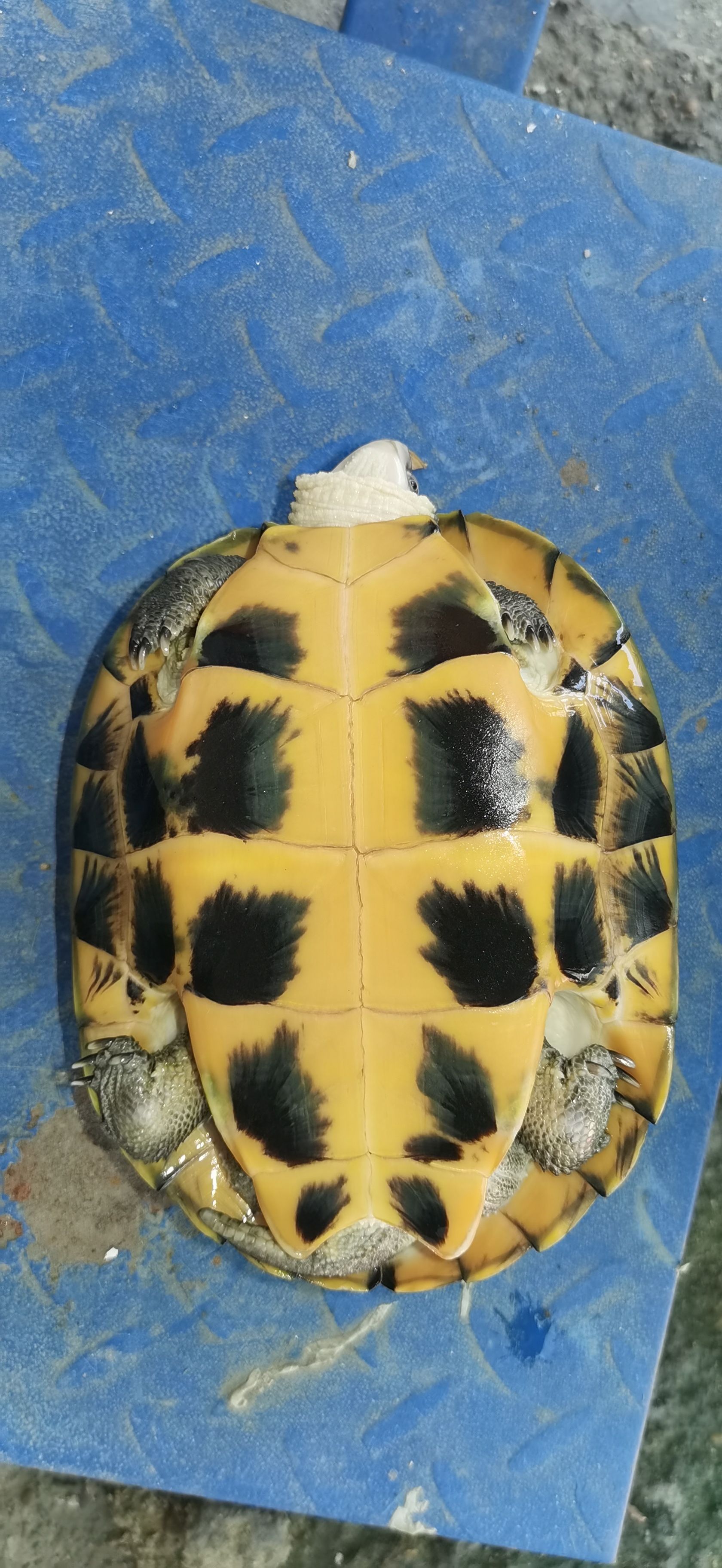 南石龟，观赏龟，食用，2斤至3.8斤起6至8年龟