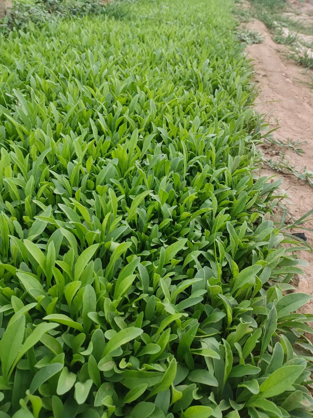 金鸡菊苗  大花金鸡菊，多年生金鸡菊，金鸡菊花海苗，多芽金鸡