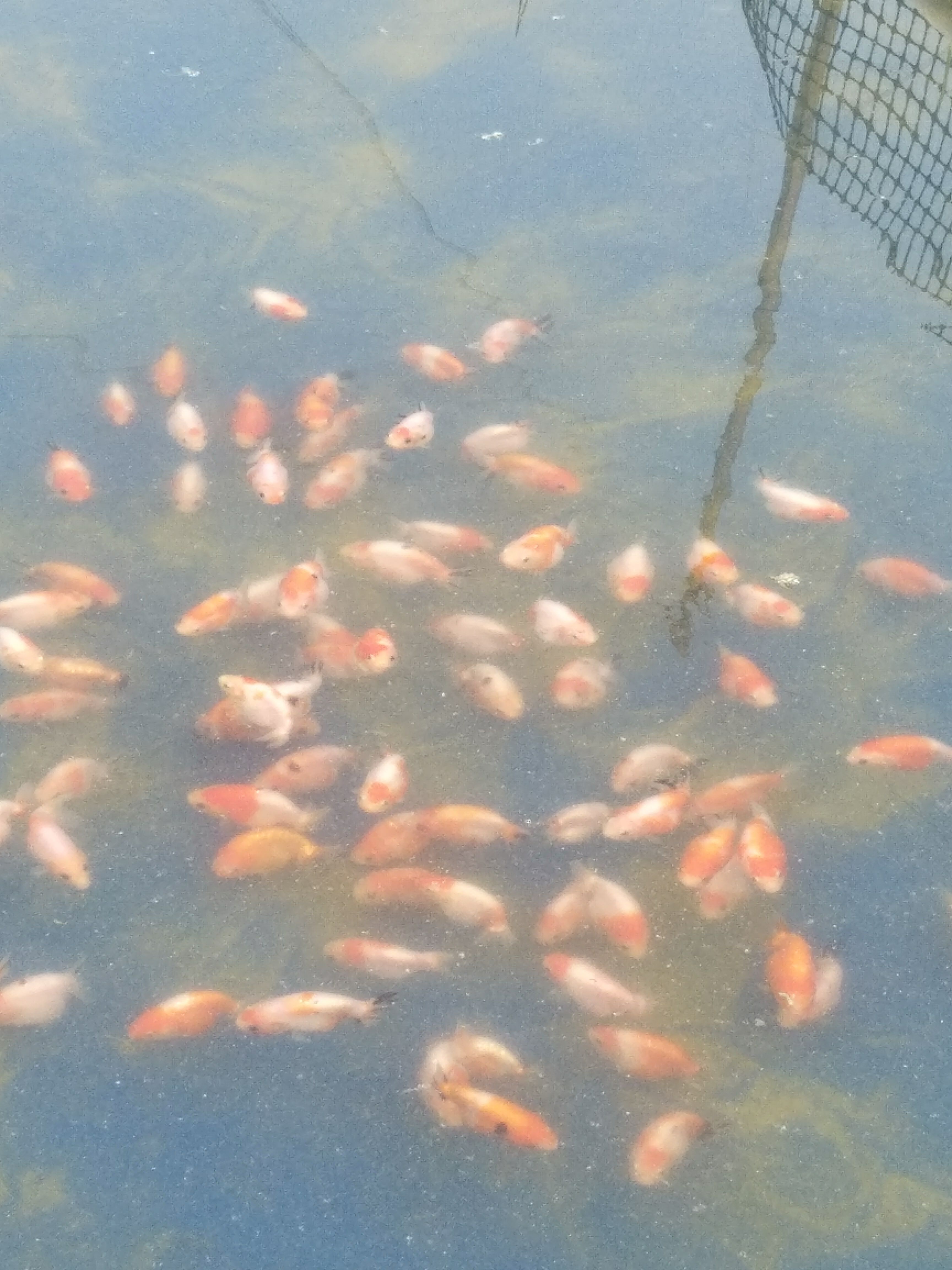 兰寿金鱼 樱花兰寿