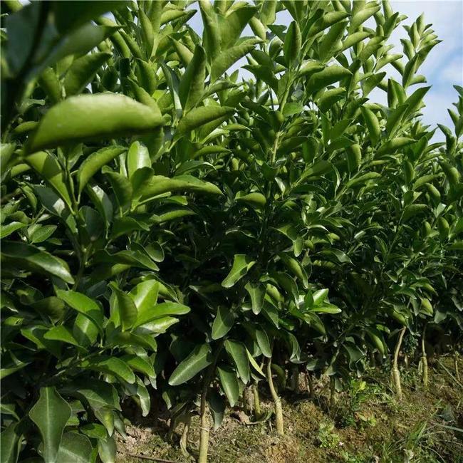 皇帝柑苗  柑橘苗可视频起苗
品种保证，根须非常好