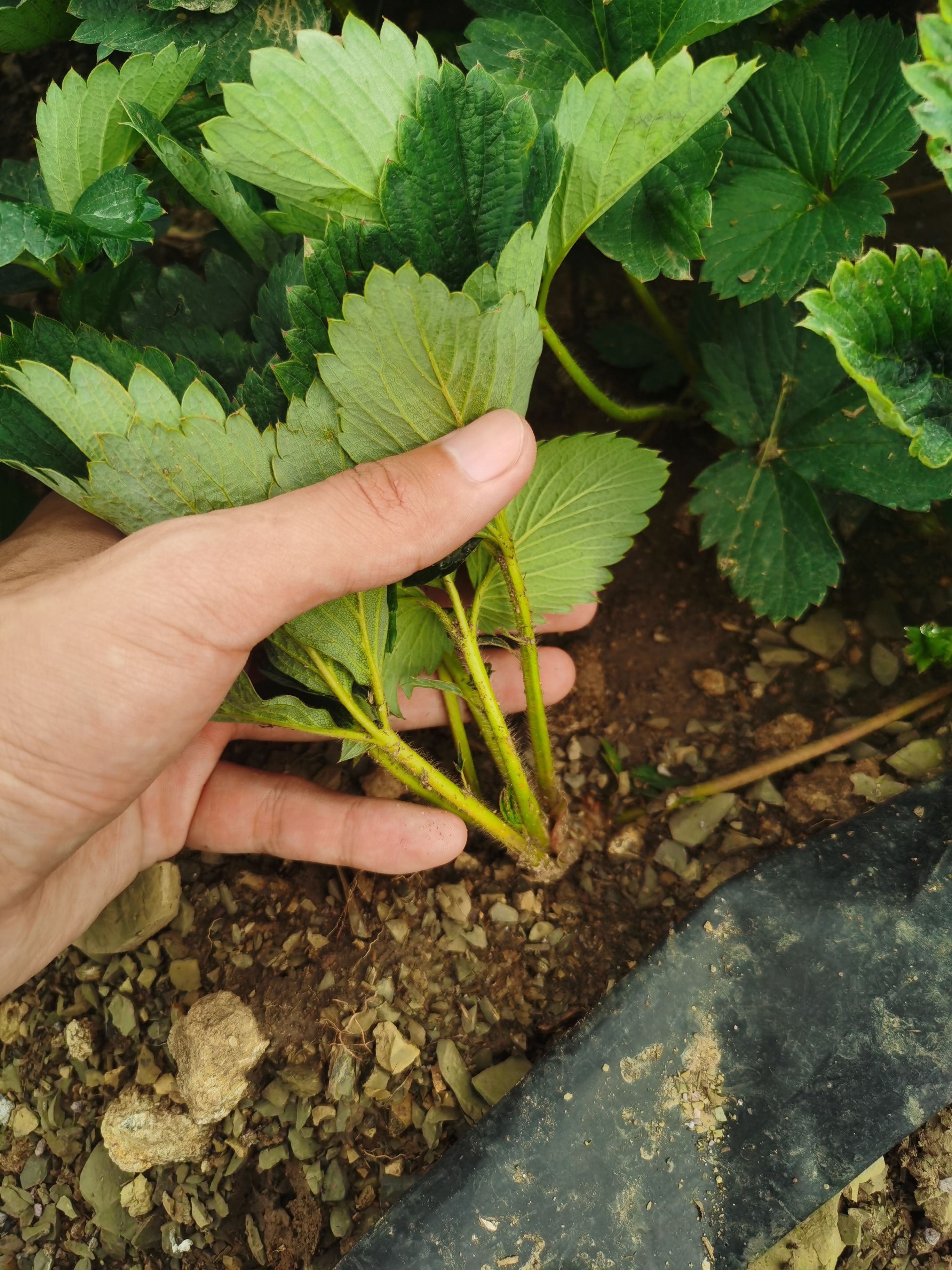 章姬草莓苗（甜宝）果个大，抗病性强