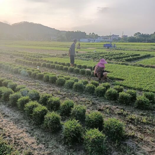 四会市大叶油草 绿化草皮