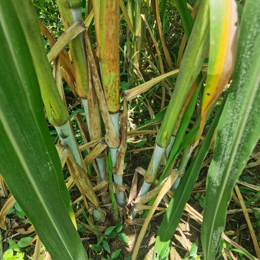 紫云县甜象草  产量高  适合牛 羊 兔 鱼等，也可以做饲