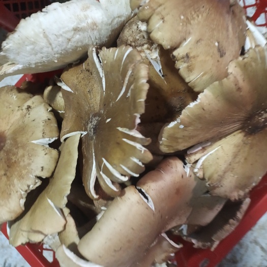 丘北县鸡枞菌 各种品种菌都有，看上的联系