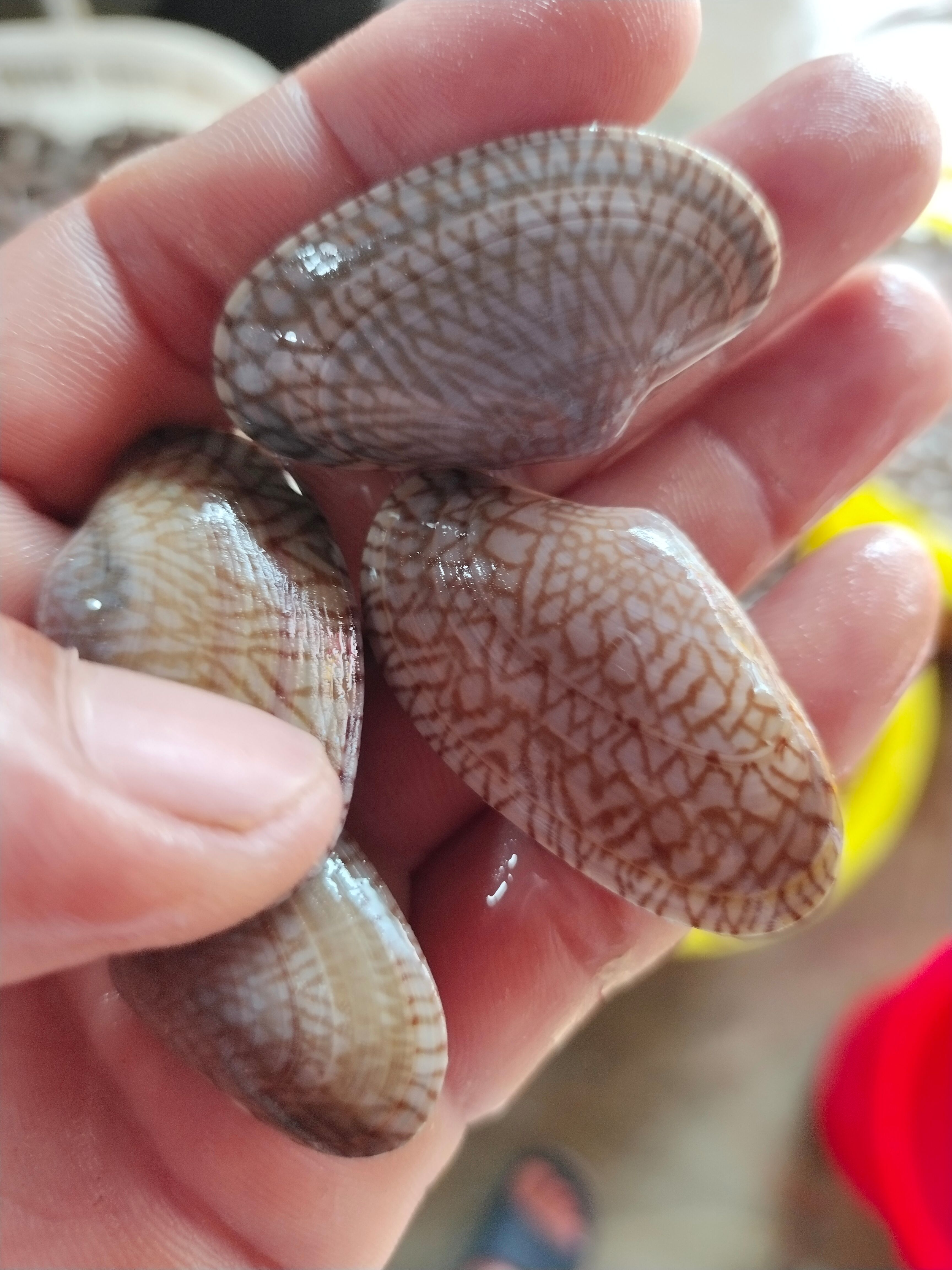 花甲，油甲，北海油甲货源稳定封海期正常供应，有量