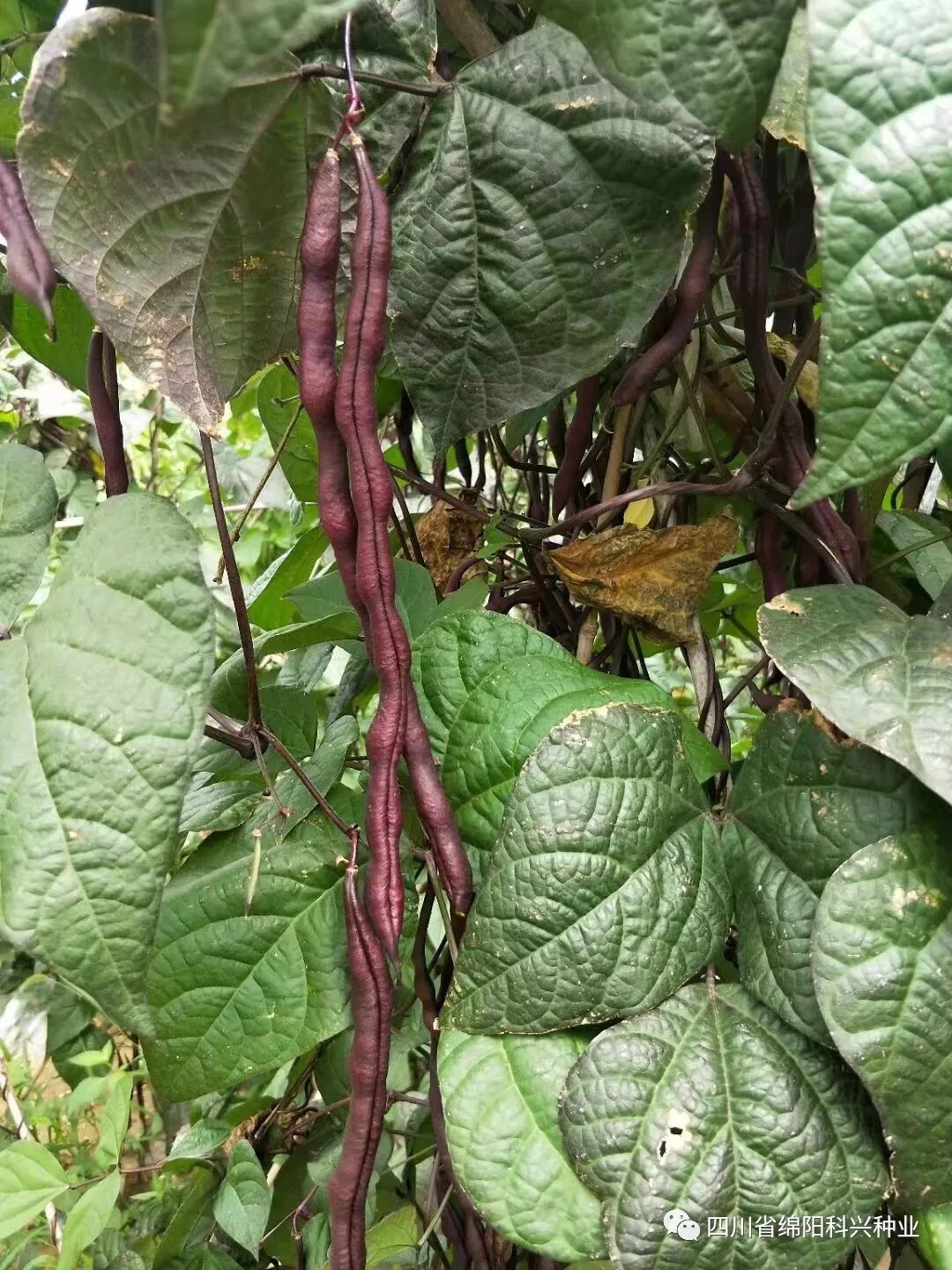 紫四季豆种子  （紫豆角）