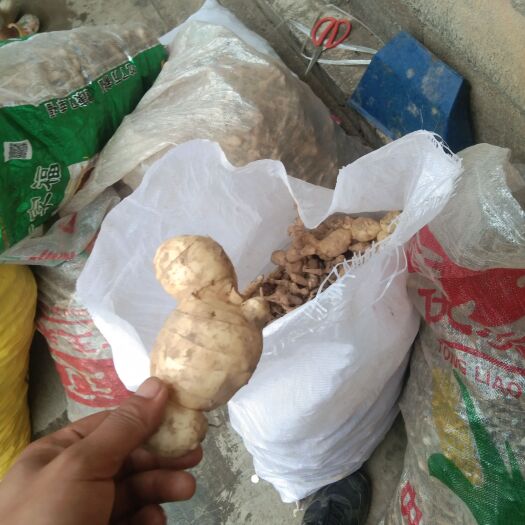 巍山县 云南纯鲜货玉竹