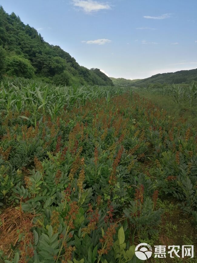 药典正品品种大阔叶大粒白鲜皮新种子