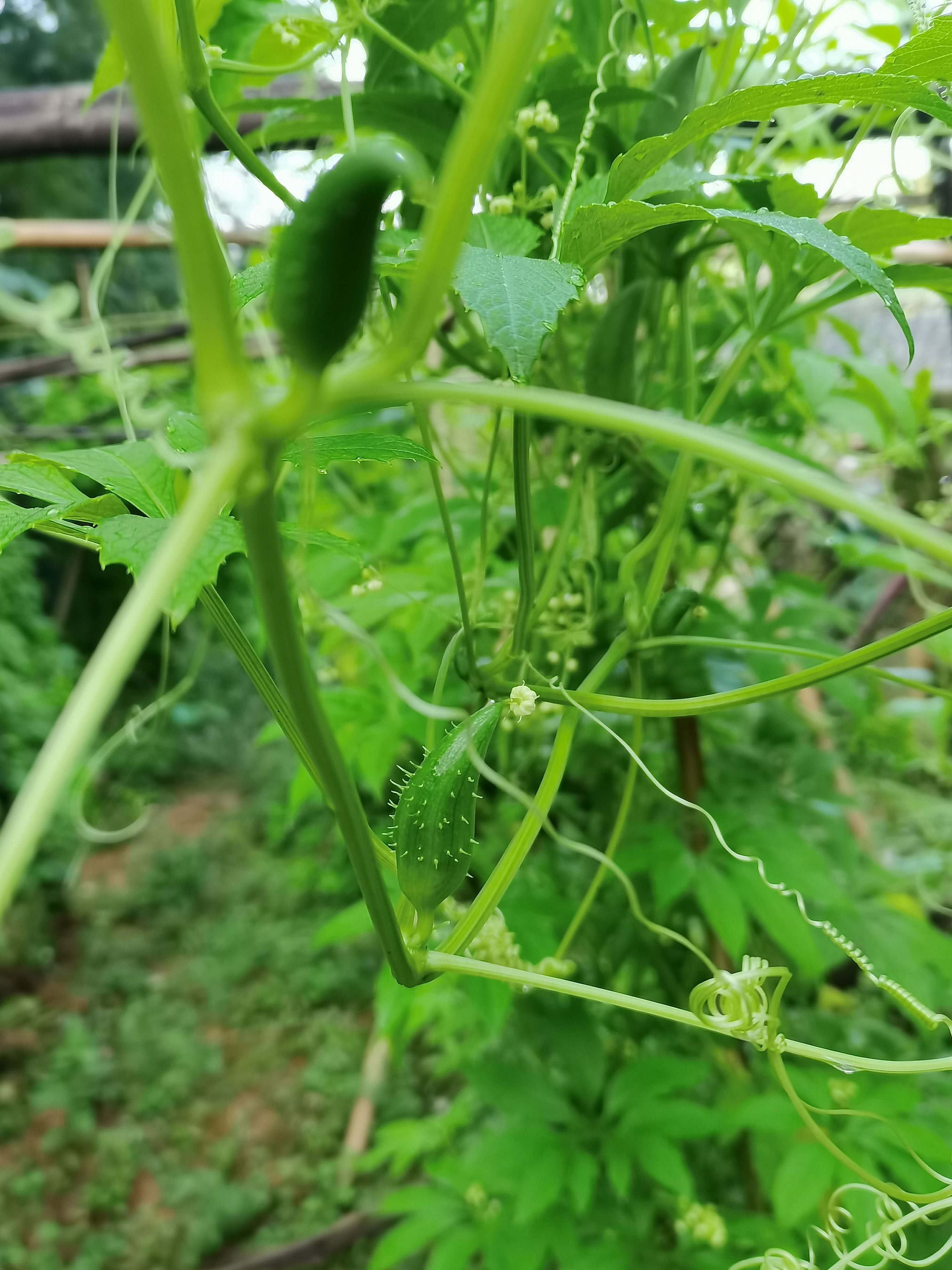 黄瓜  洋辣子小雀瓜小金瓜小豆瓜蔬菜野菜水果属瓜豆餐饮酒店高