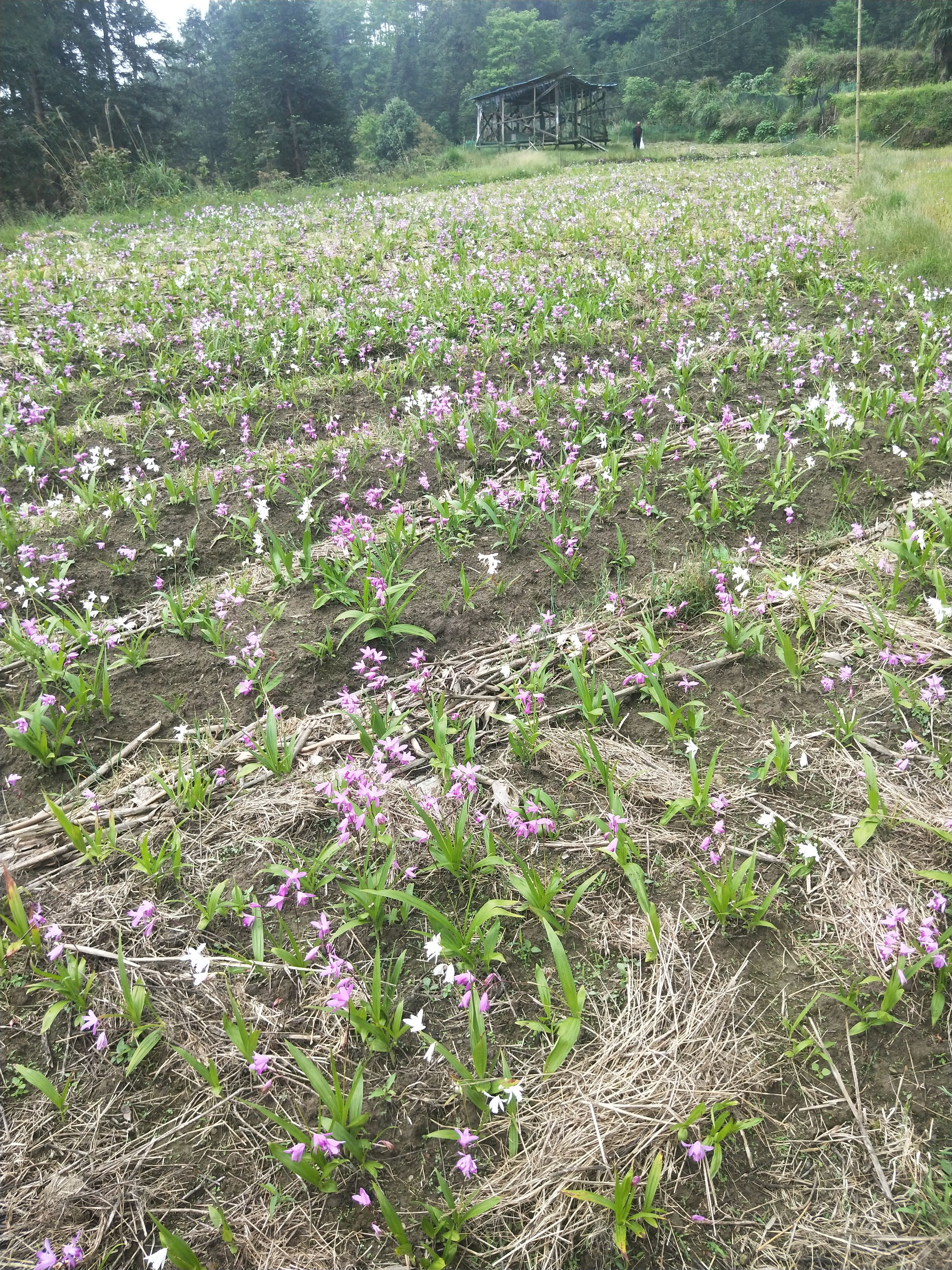 白花白芨苗  紫花白芨苗  紫花    白芨苗