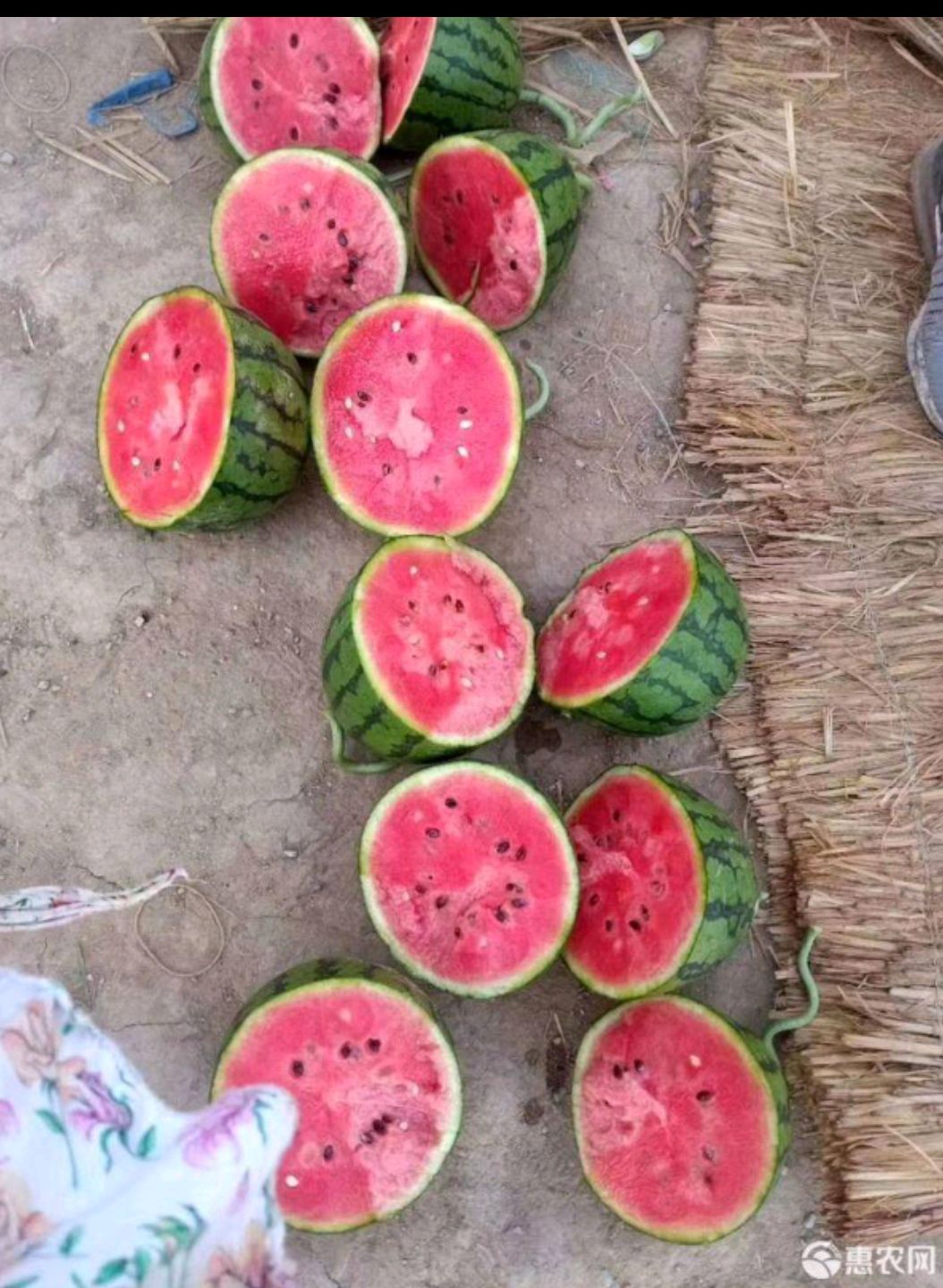 早春红玉西瓜  西瓜