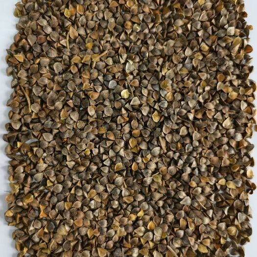 满洲里市甜荞 小粒荞麦现货 满洲里装车。