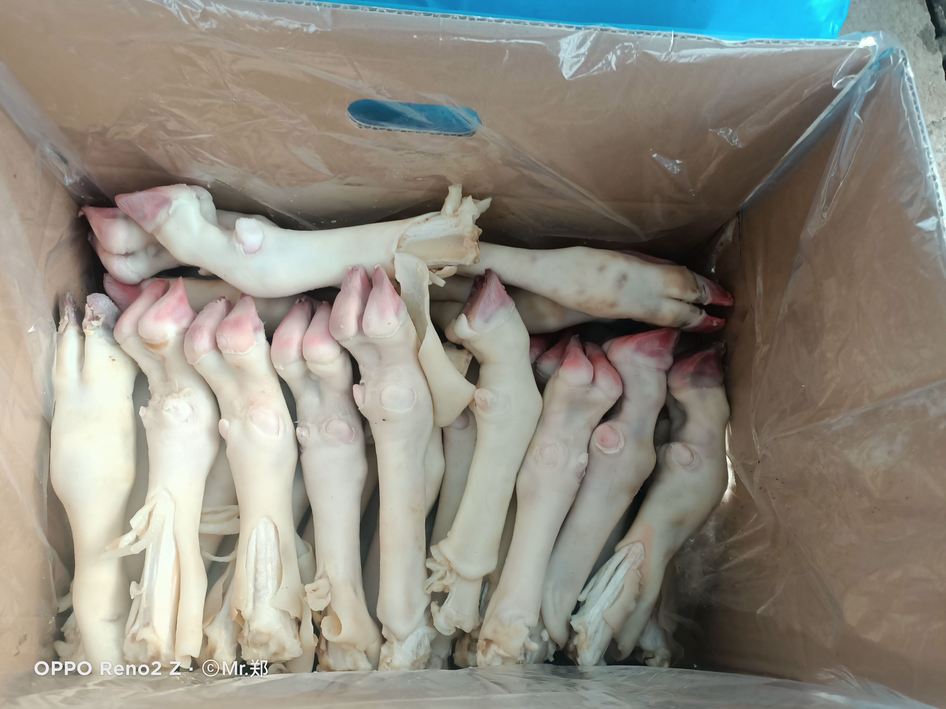 纯白羊蹄大中小规格齐全