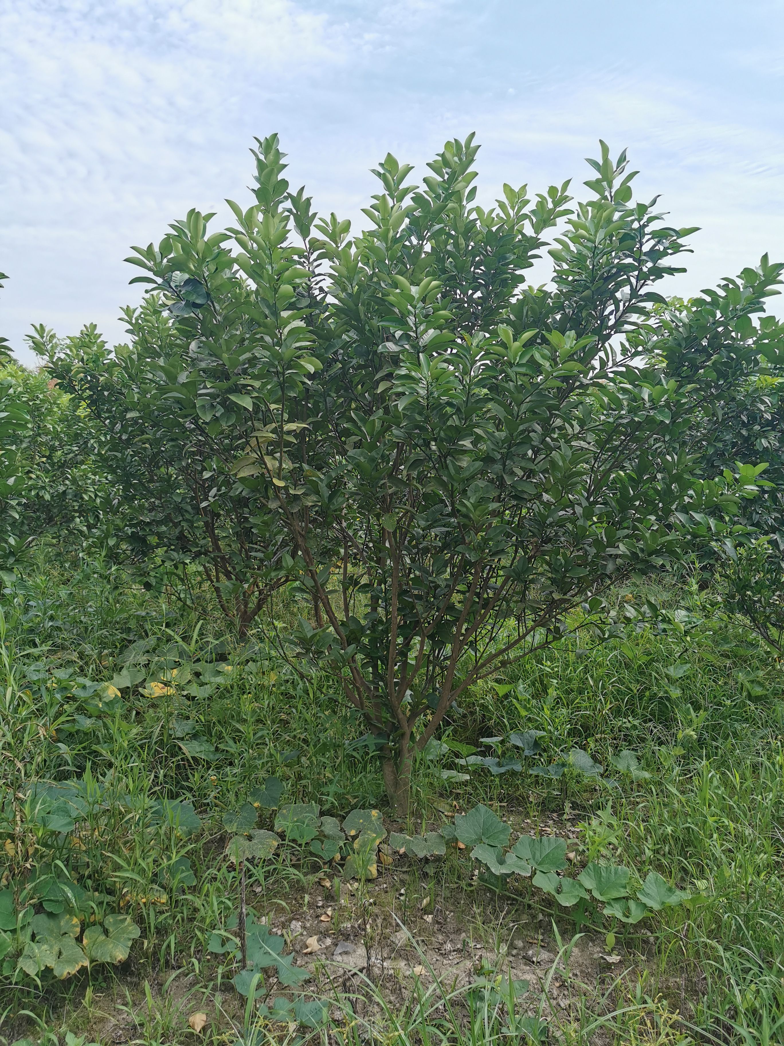 红心柚苗  柚子树