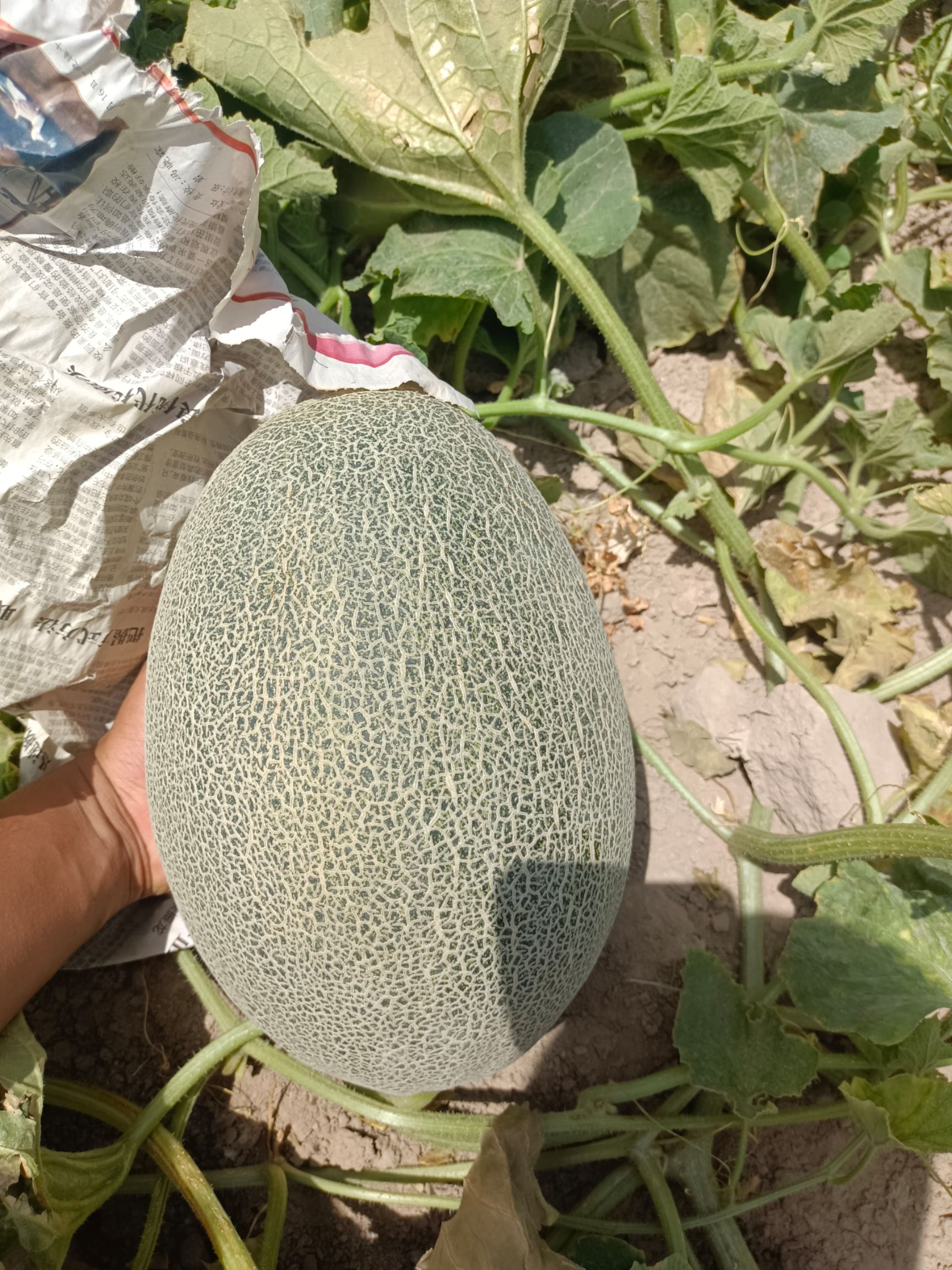 西州蜜  原产地哈密瓜。供货量大。香甜可口。适合走市场，或做电商果。