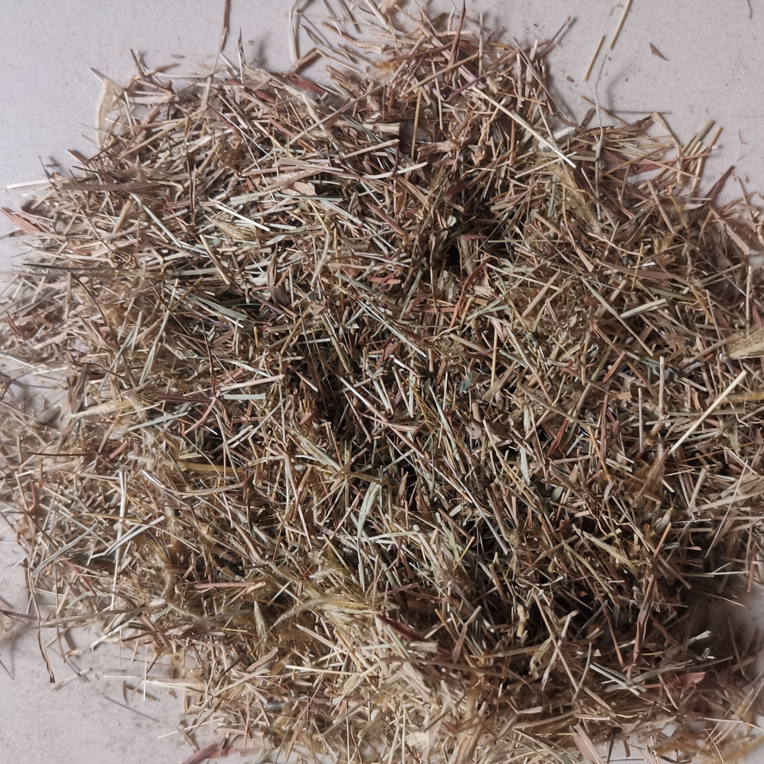 金丝草 笔仔草 黄毛草笔子草 猫尾草 兔丝草 500克包邮