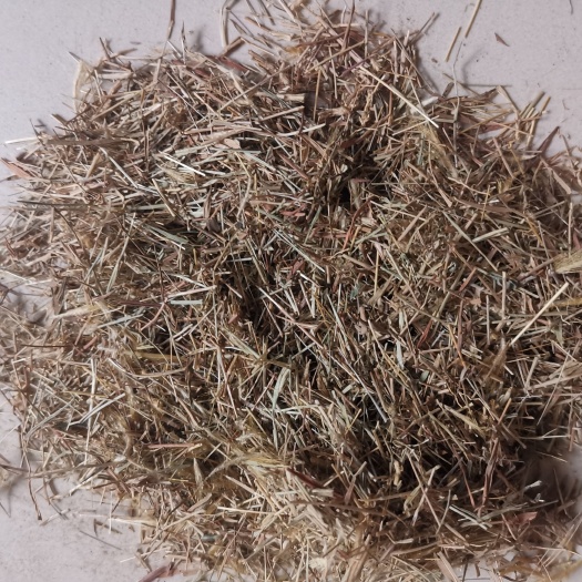 安国市金丝草 笔仔草 黄毛草笔子草 猫尾草 兔丝草 500克包邮