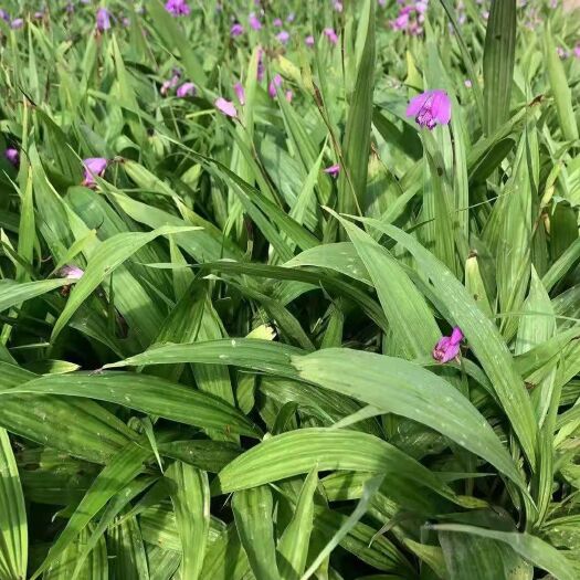 富宁县 白芨苗