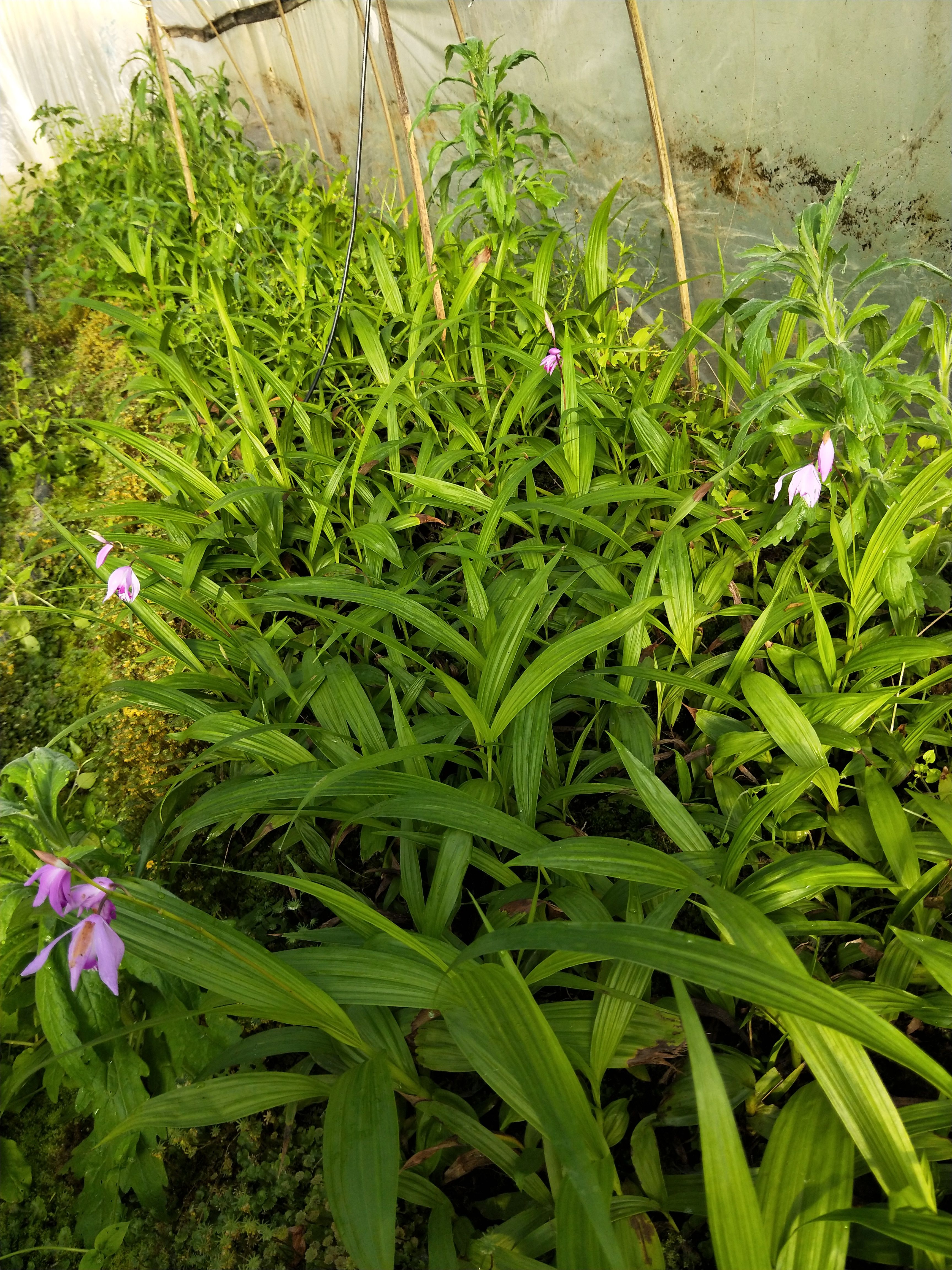 白花白芨苗  紫花白芨苗  紫花    白芨苗