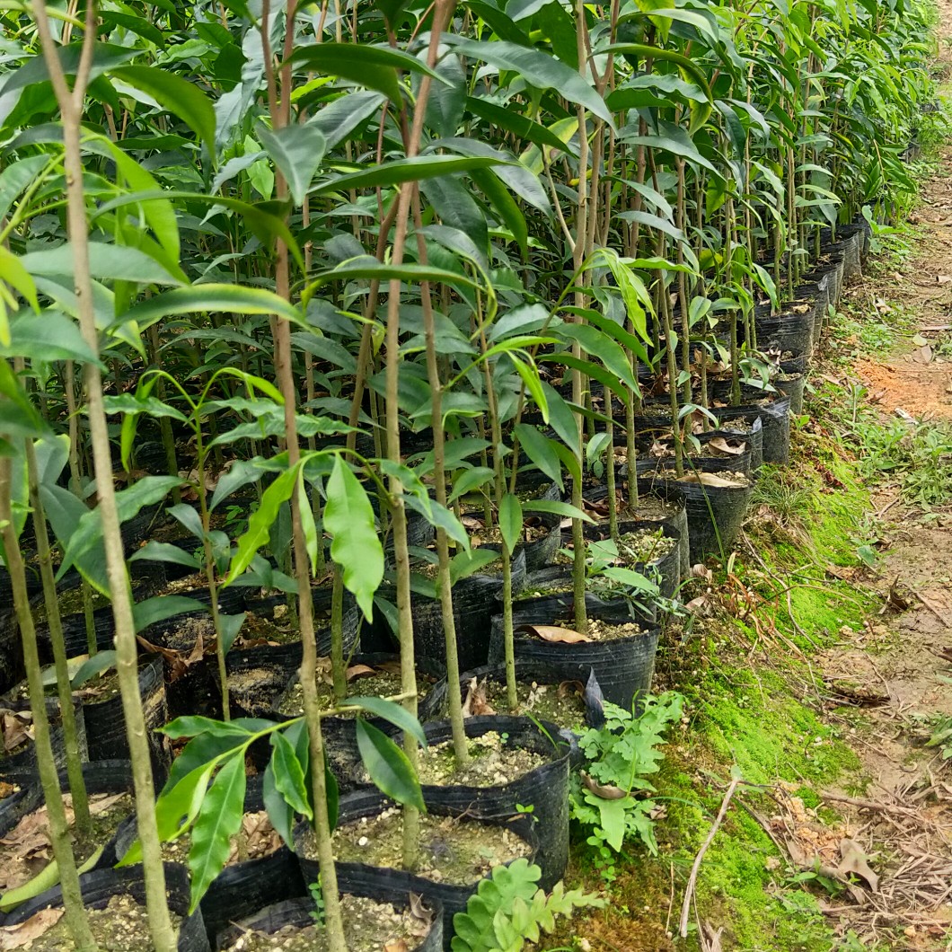 沉香苗  嫁接奇楠苗  苗场直销 低价批发 现苗多多