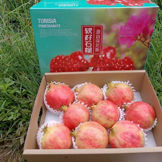 会理市四川会理突尼斯软籽石榴，全国一件代发，平台代办，直播带货供应