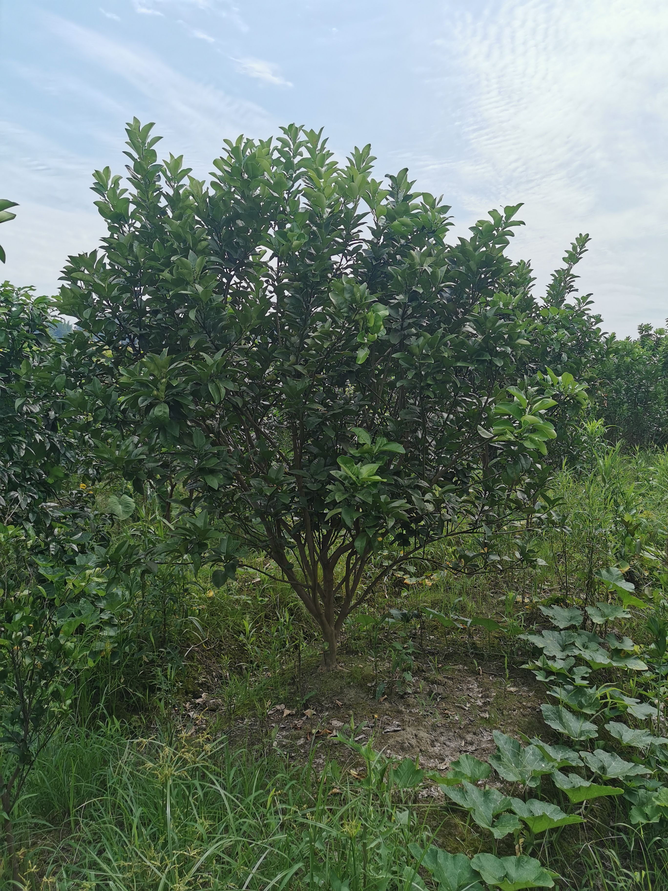 红心柚苗  柚子树