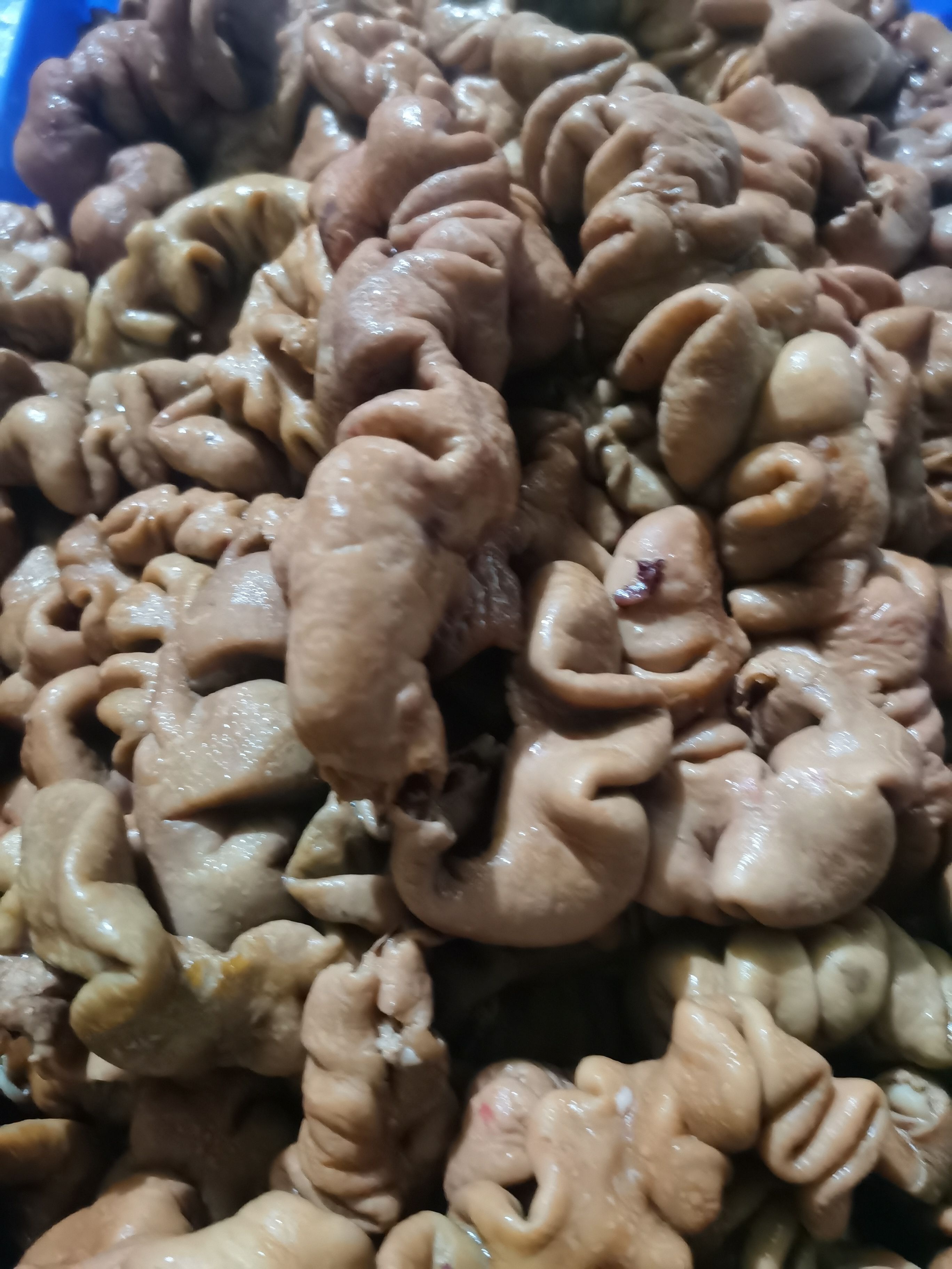 猪肠 新鲜食材卤制