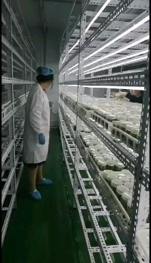 太康县构树苗  构树