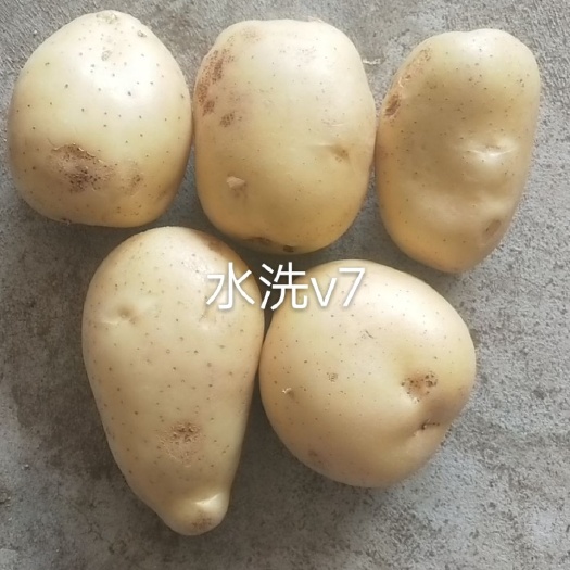 荷兰15 V7，荷兰十五，希森6号，金张暑等