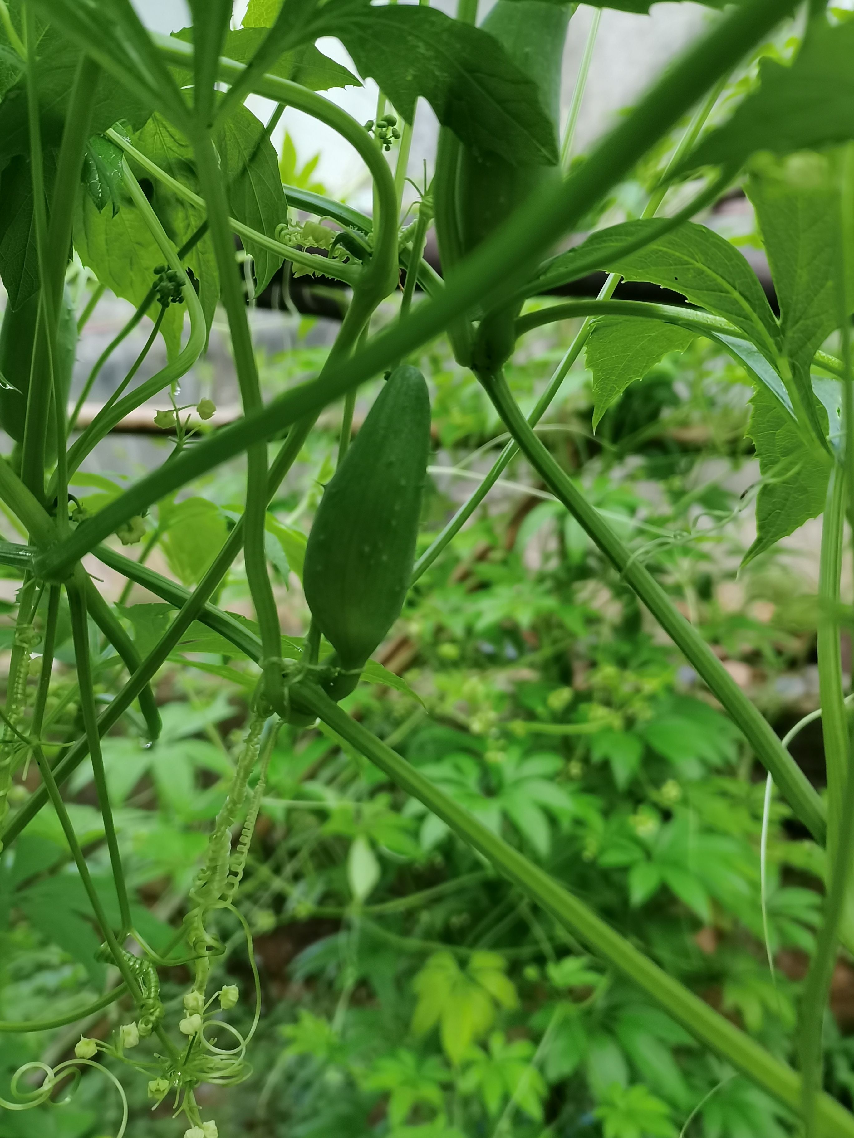 黄瓜  洋辣子小雀瓜小金瓜小豆瓜蔬菜野菜水果属瓜豆餐饮酒店高