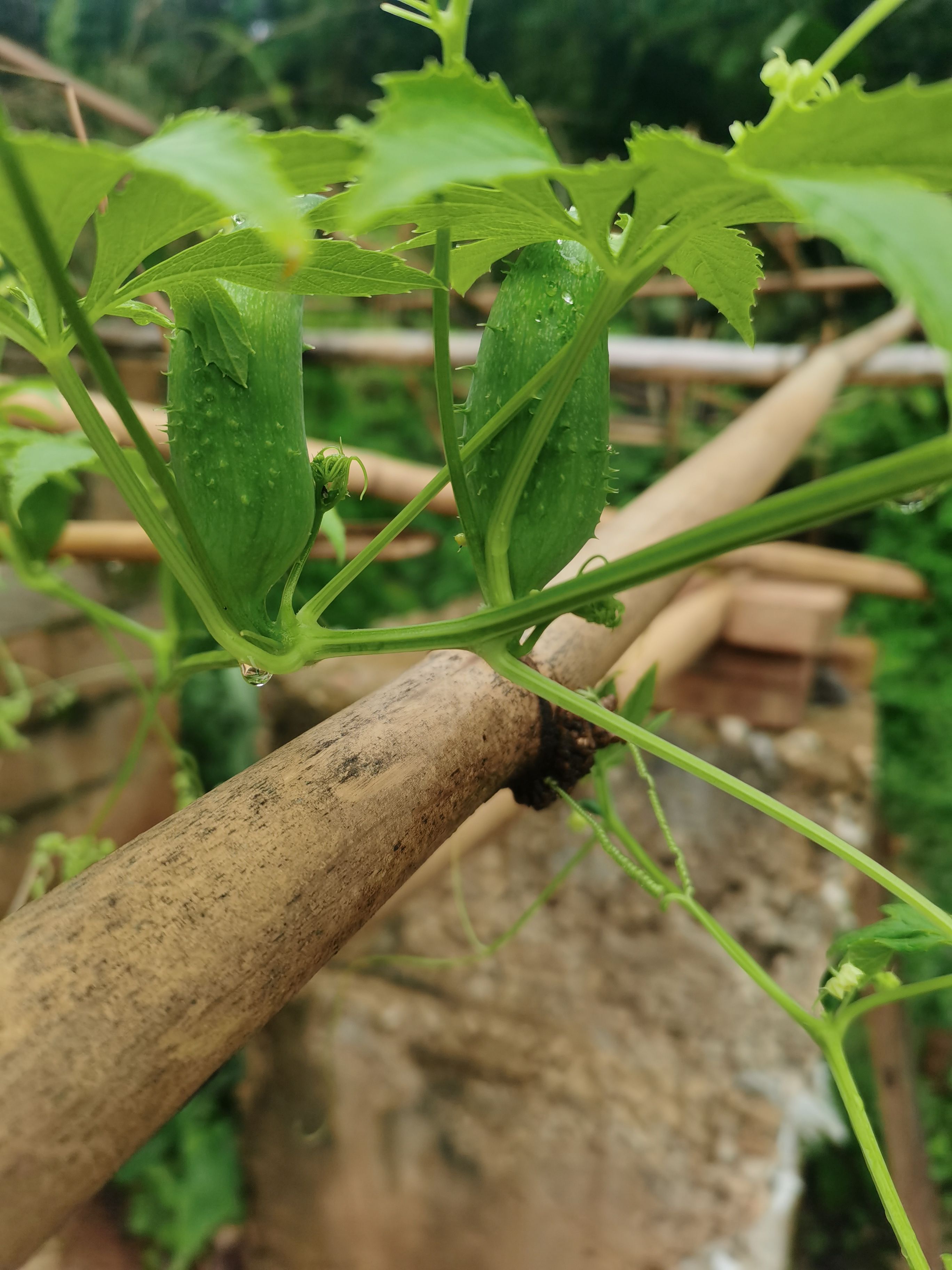 黄瓜  洋辣子小雀瓜小金瓜小豆瓜蔬菜野菜水果属瓜豆餐饮酒店高