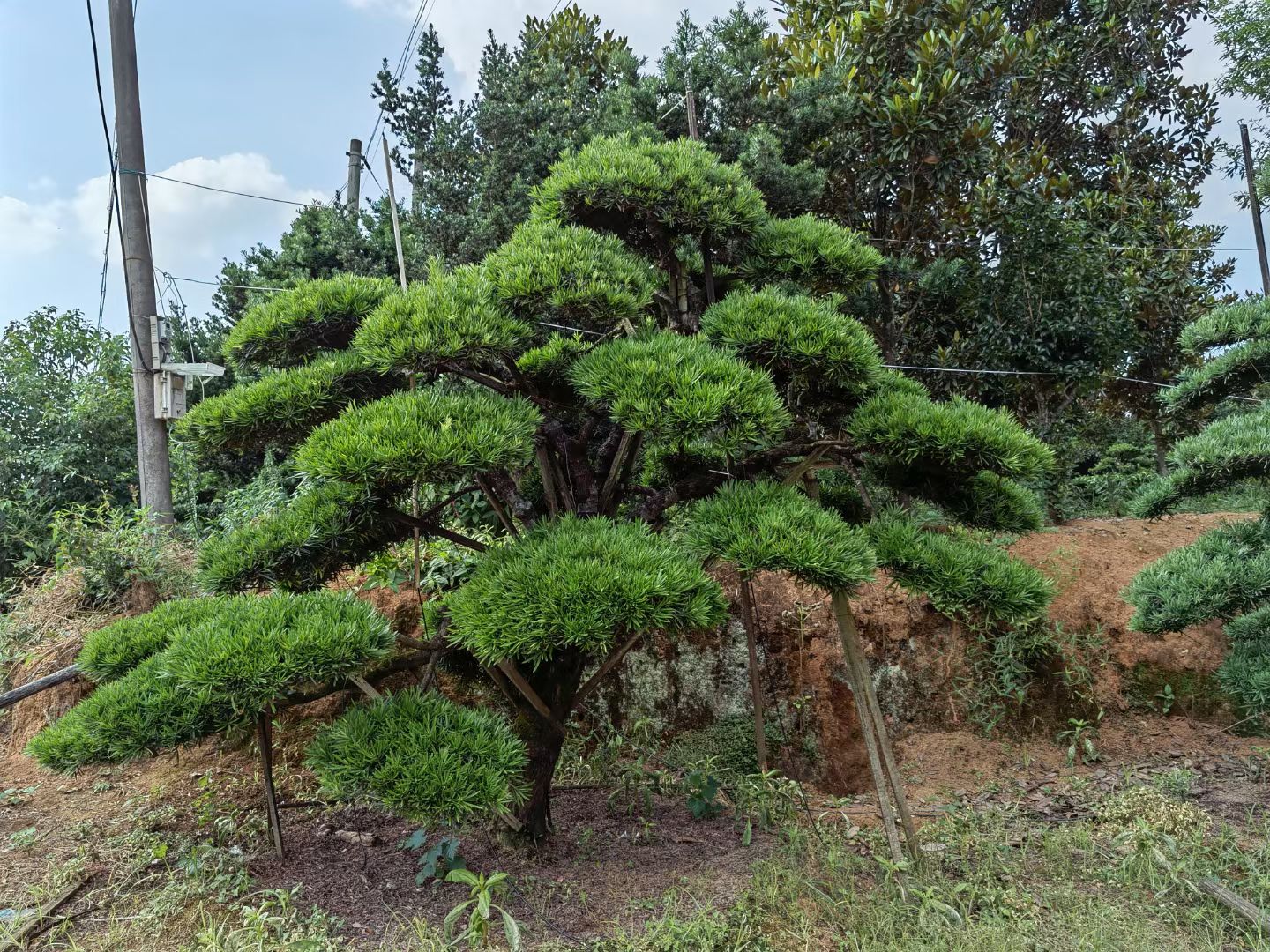造型罗汉松树  罗汉松批发