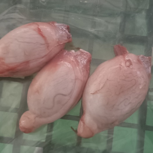 永登县羊宝  羊蛋，