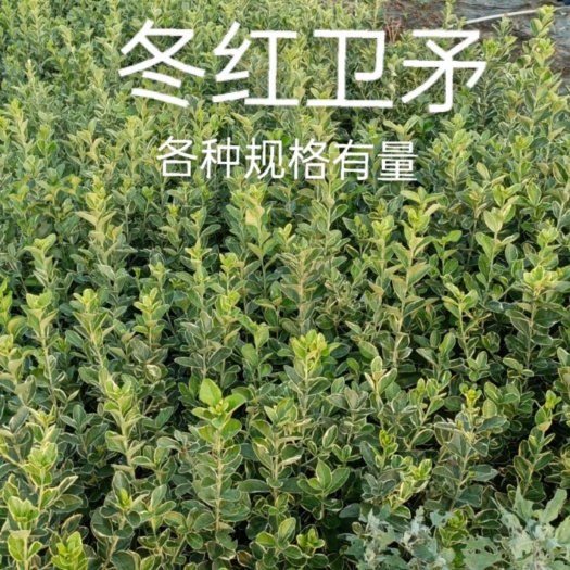 沂南县彩叶卫矛 卫矛