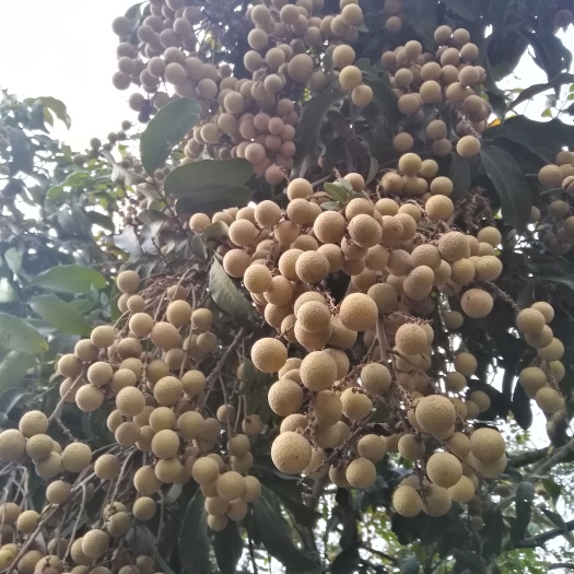 广州 19龙眼