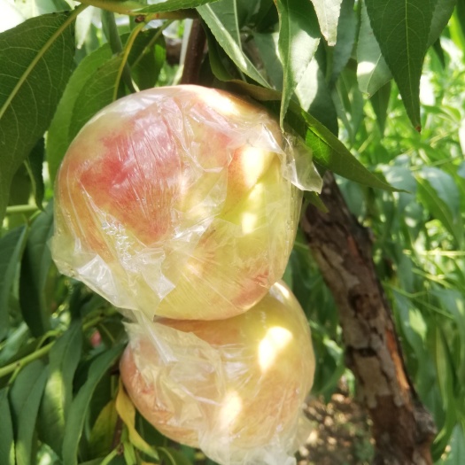 白凤桃  阿布白硬桃