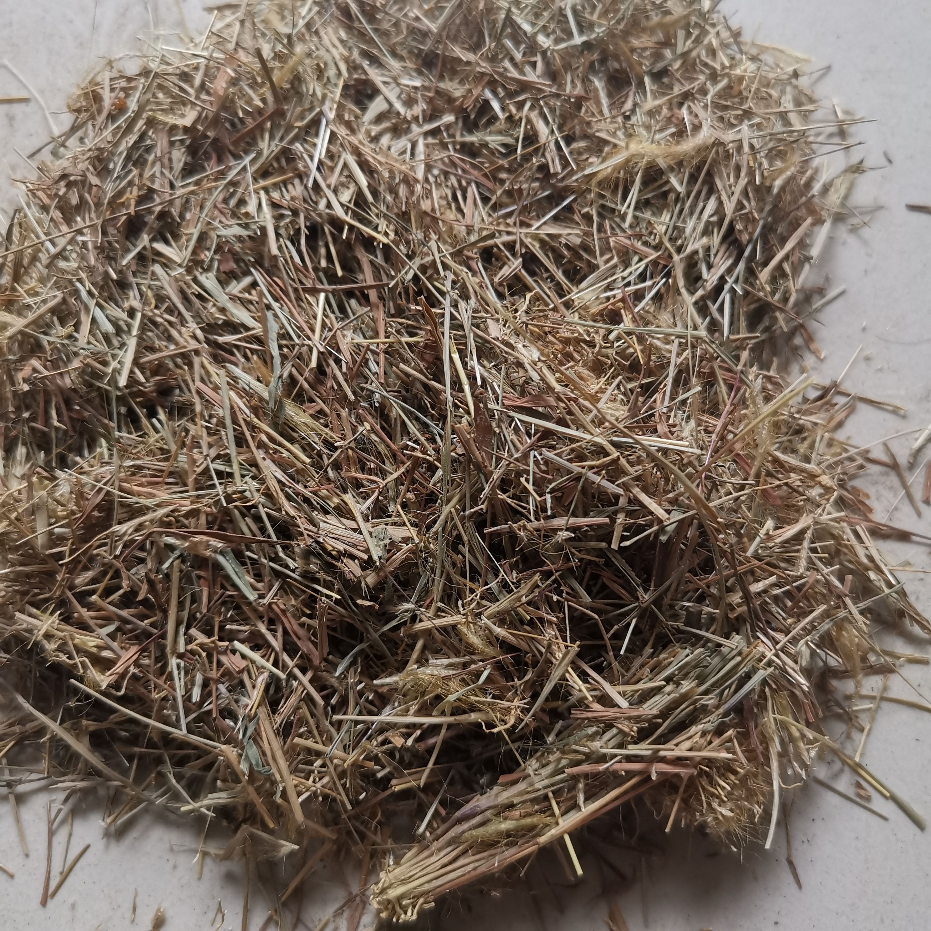 金丝草 笔仔草 黄毛草笔子草 猫尾草 兔丝草 500克包邮