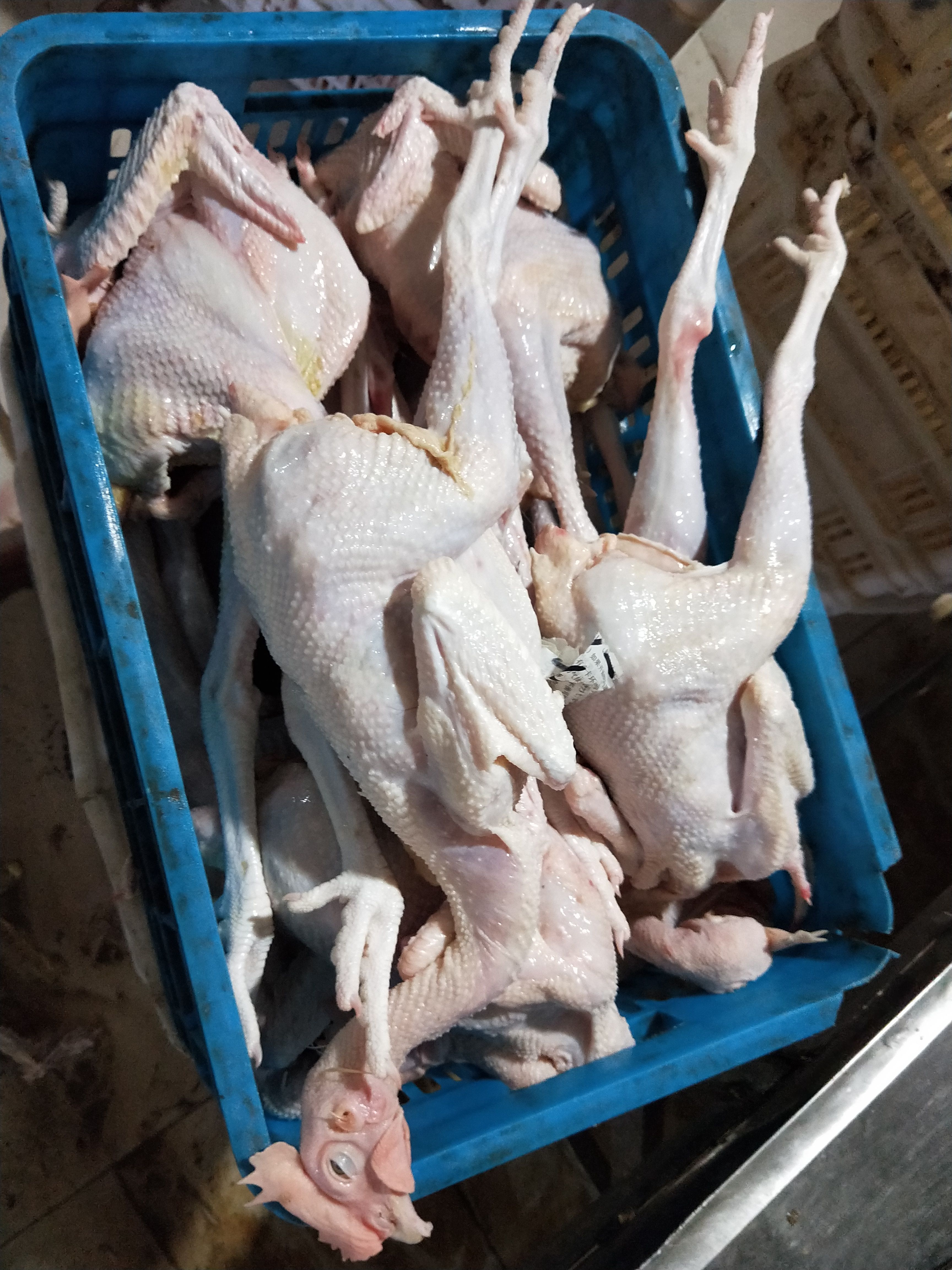 肉鸡  大冠公鸡