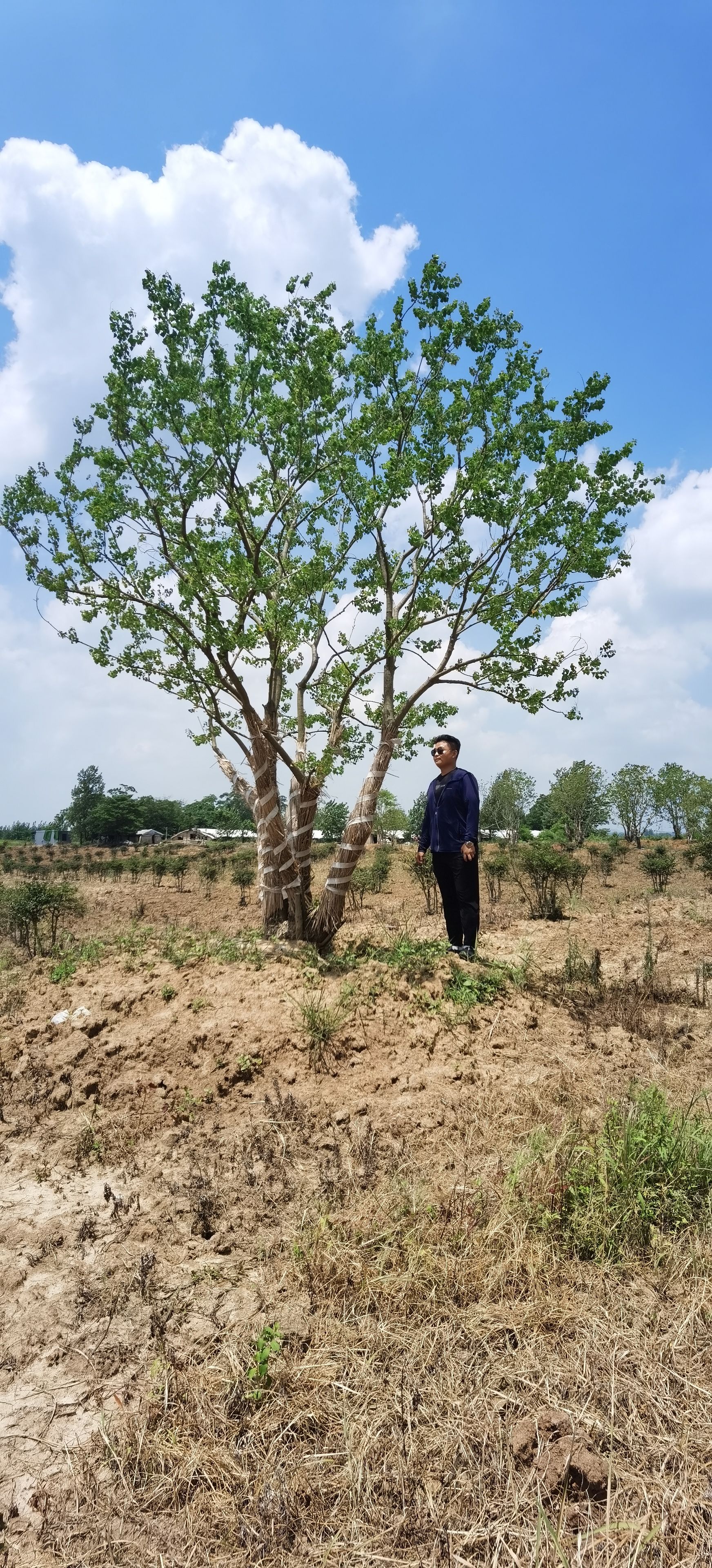 安徽丛生乌桕基地，移植丛生乌桕产地 苗圃直销